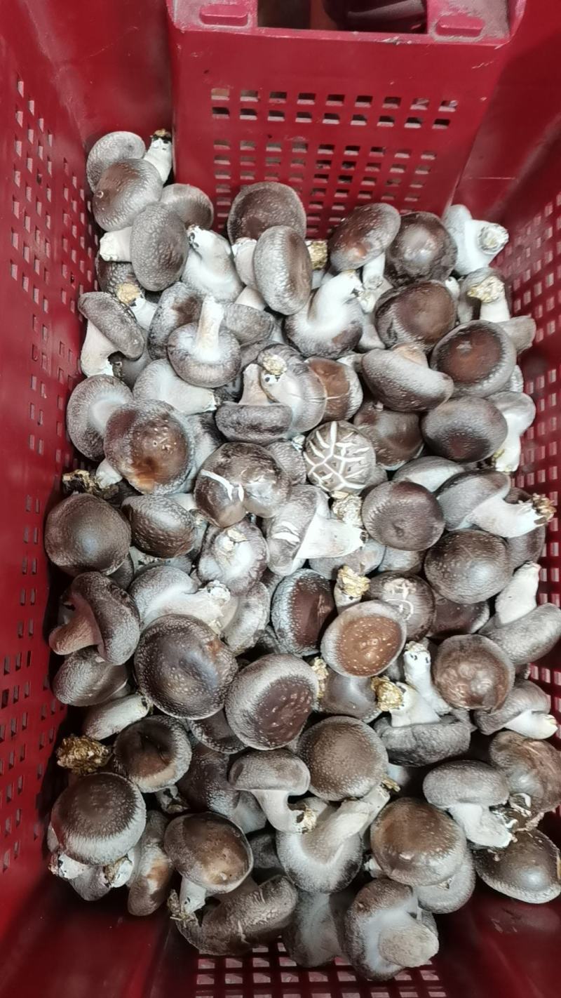 新鲜香菇