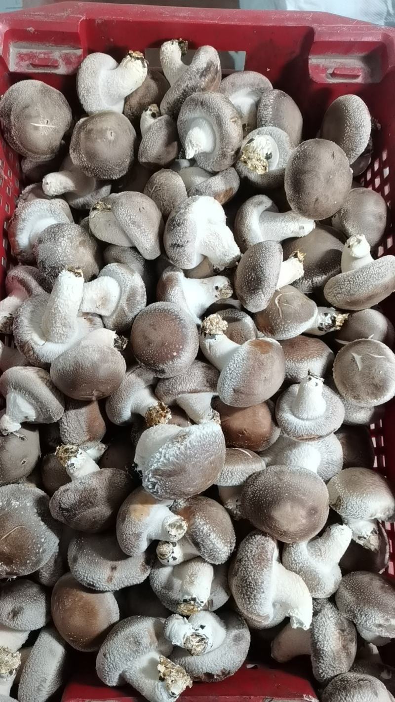 新鲜香菇