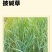 -多年生披碱草，防风固沙优质牧草抗逆性强。