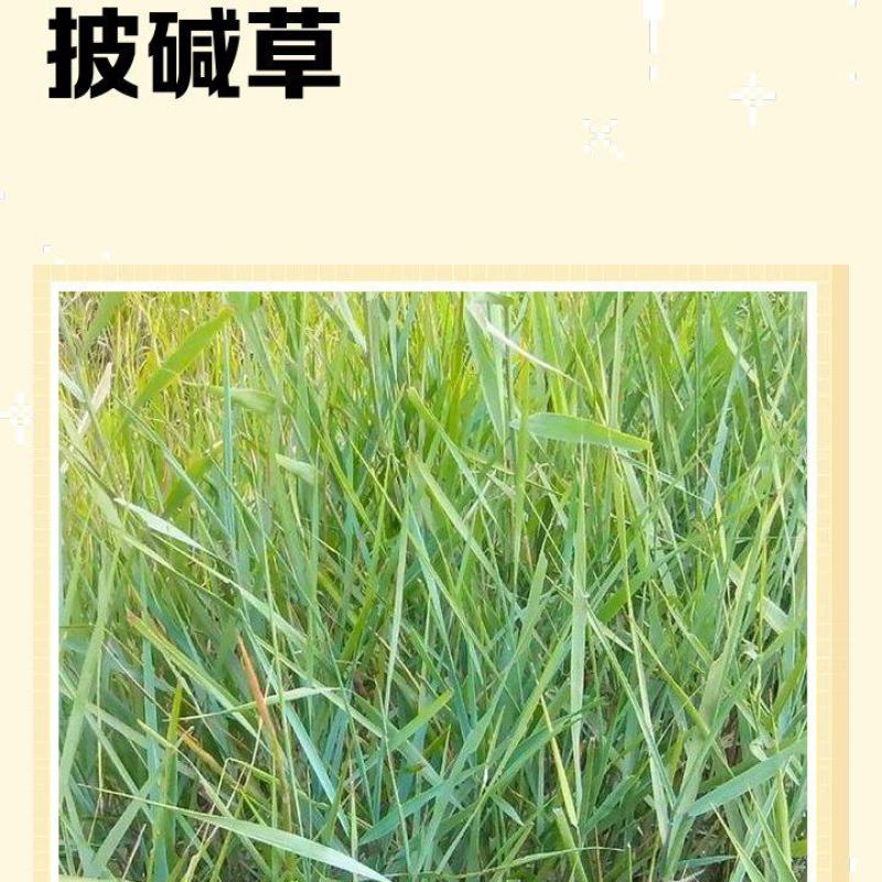 -多年生披碱草，防风固沙优质牧草抗逆性强。