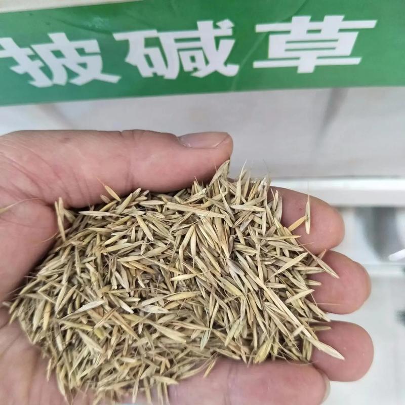 -多年生披碱草，防风固沙优质牧草抗逆性强。