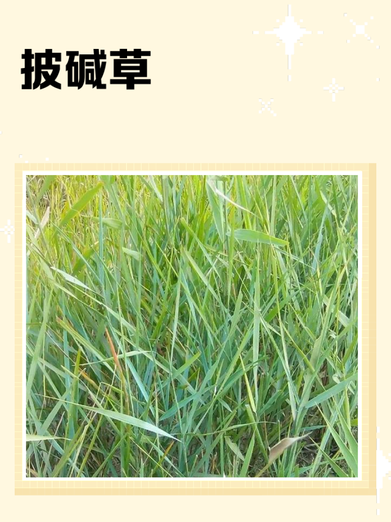 -多年生披碱草，防风固沙优质牧草抗逆性强。
