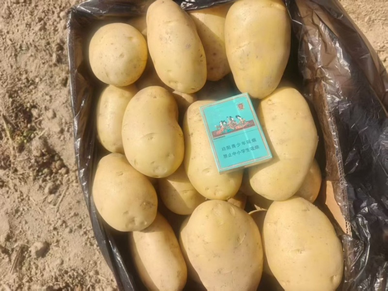 云南黄皮黄心新鲜土豆。