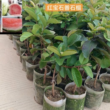 番石榴红宝石/基地直销/15元/棵自提价。