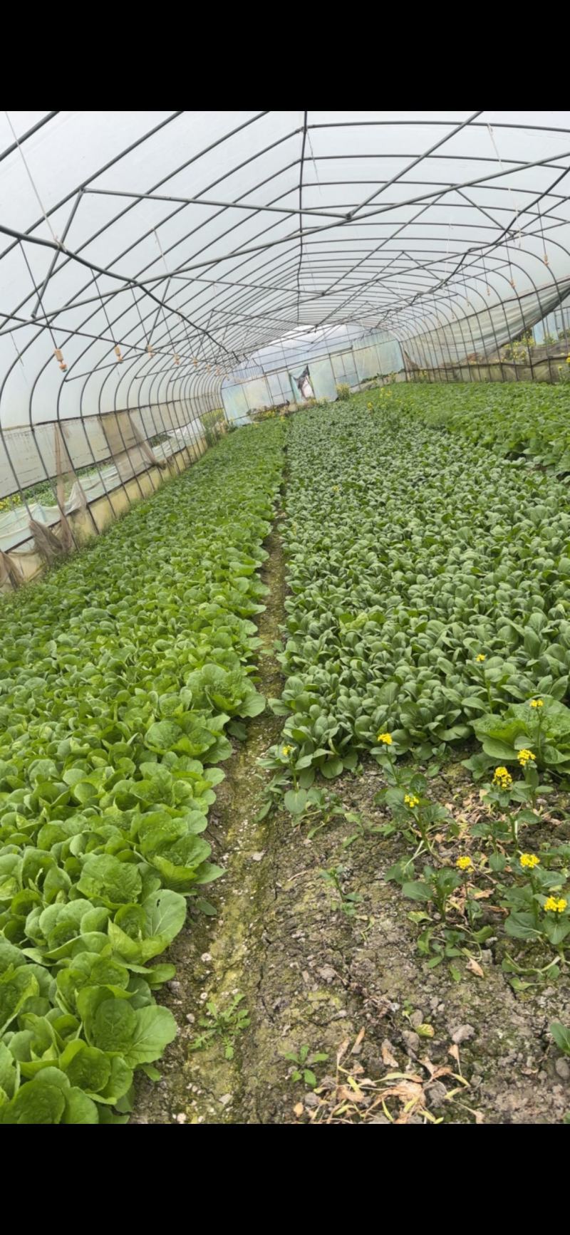 郫都区沙西市场附近小白菜