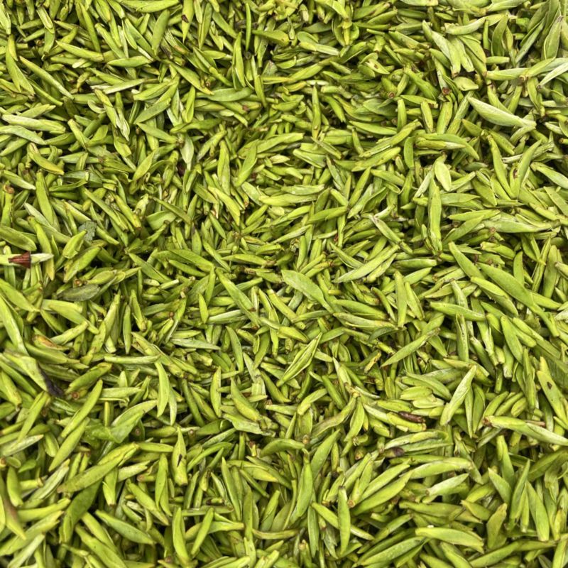 温州苍南牛乾山福鼎白茶新鲜采摘茶心