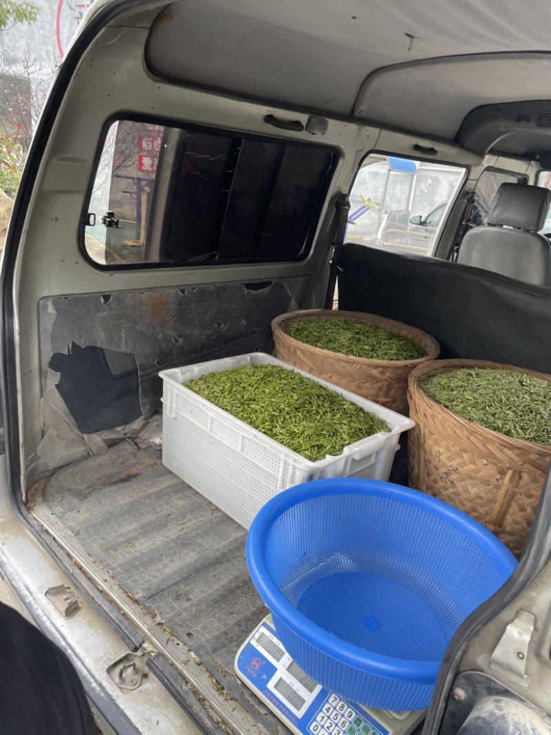 温州苍南牛乾山福鼎白茶新鲜采摘茶心
