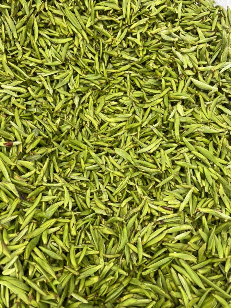 温州苍南牛乾山福鼎白茶新鲜采摘茶心