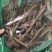 桃树皮野生桃树皮桃树干皮干货