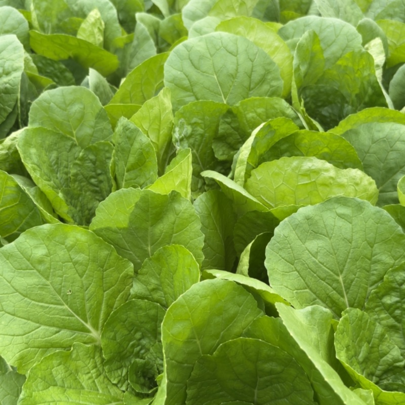 郫都区沙西市场附近小白菜