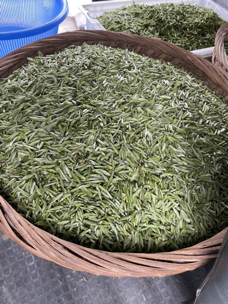 温州苍南牛乾山福鼎白茶新鲜采摘茶心