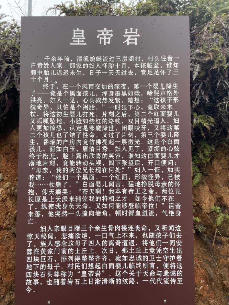 温州苍南牛乾山福鼎白茶新鲜采摘茶心