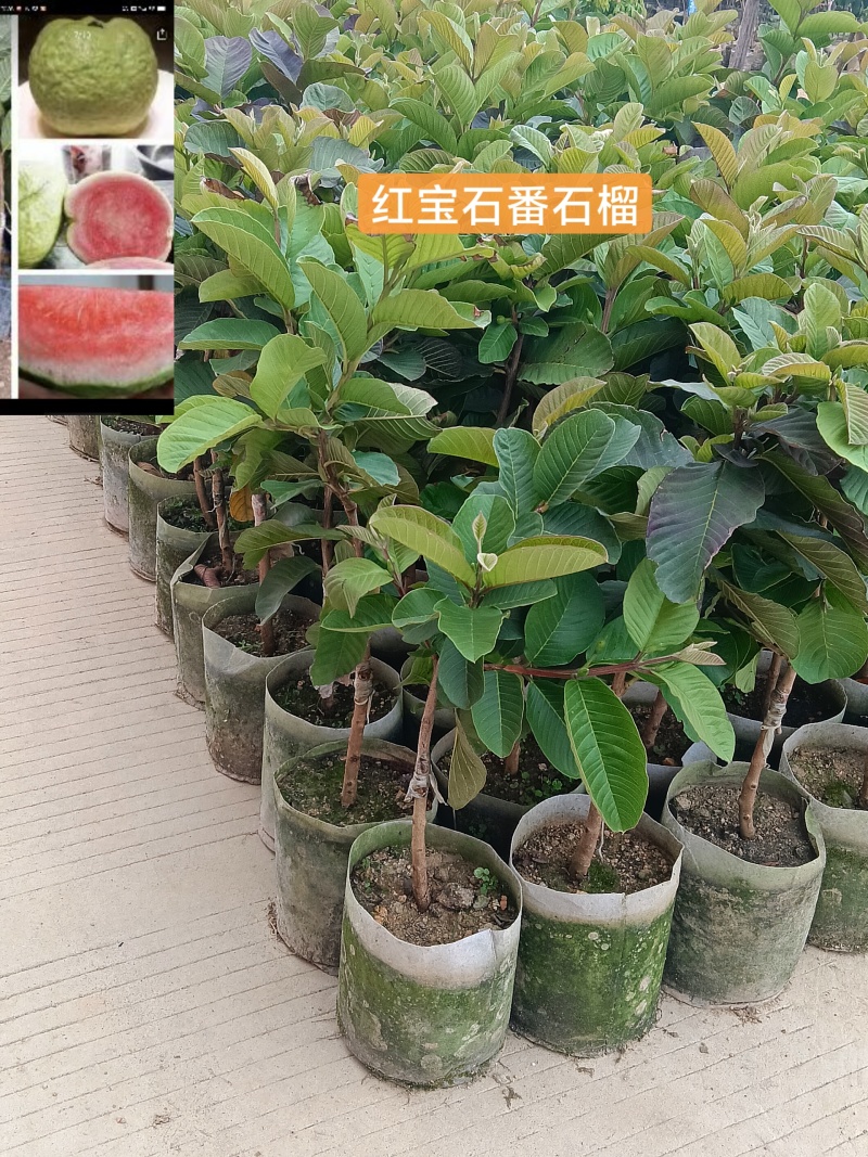 番石榴红宝石/基地直销/15元/棵自提价。