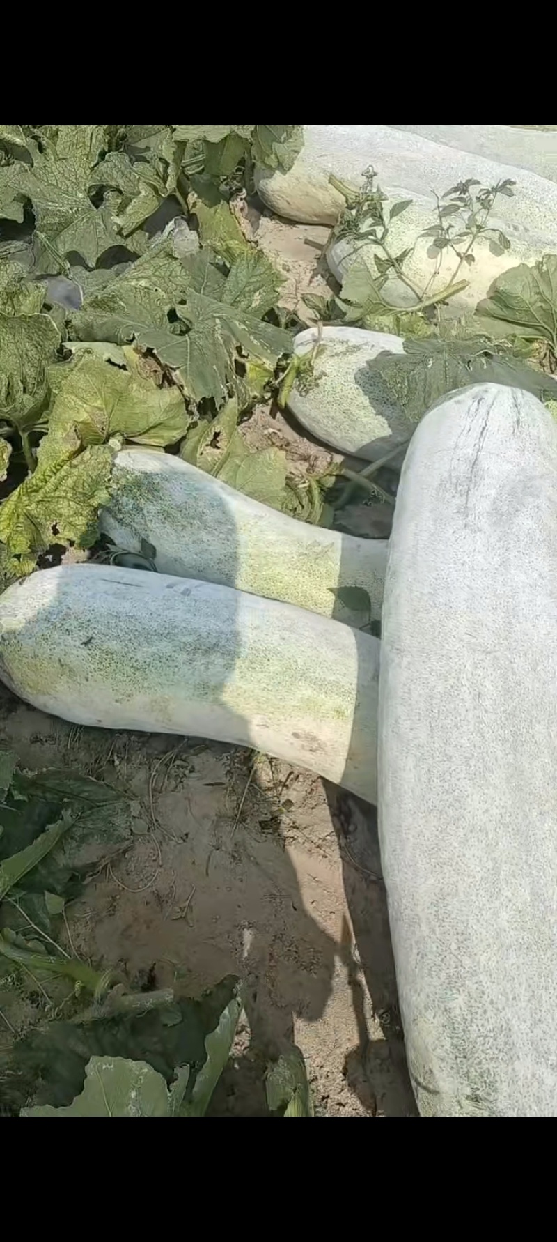 海南文昌冬瓜，白皮，睡瓜