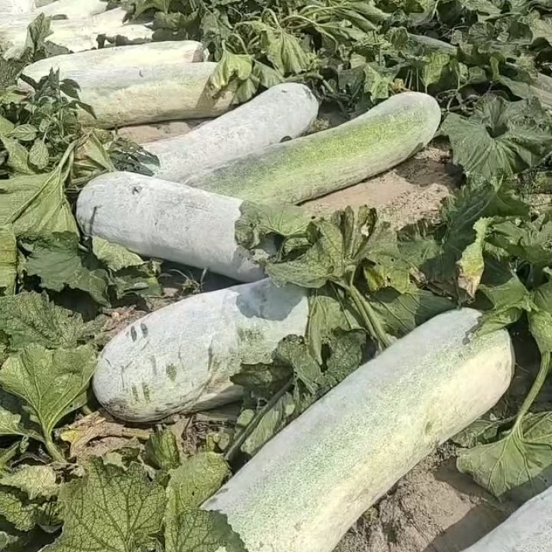 海南文昌冬瓜，白皮，睡瓜