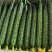 黄瓜莴笋大量上市