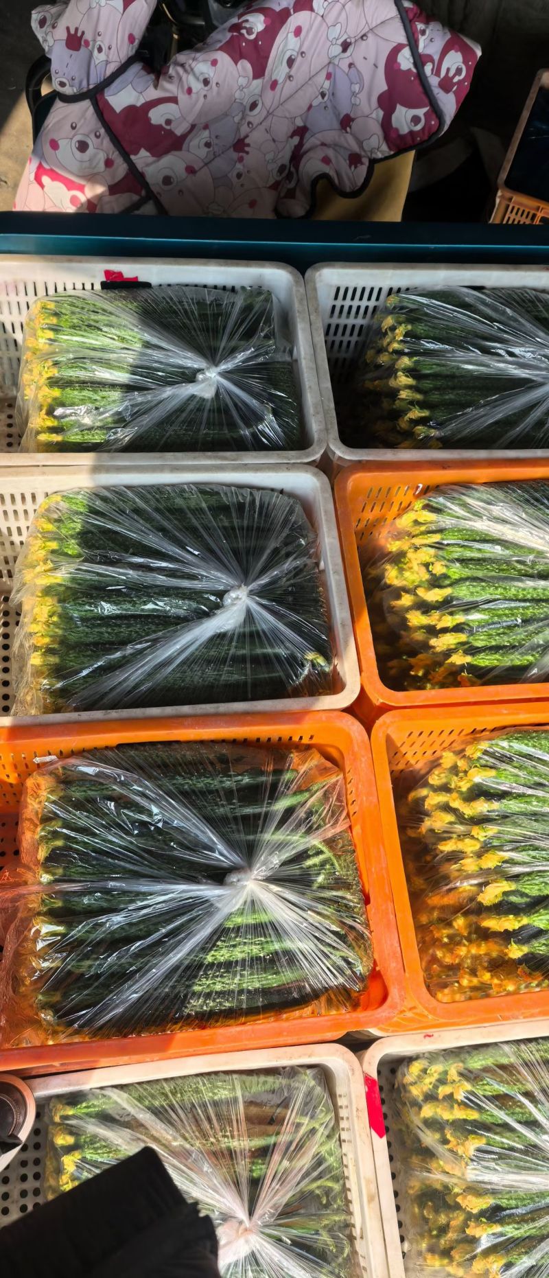 黄瓜莴笋大量上市