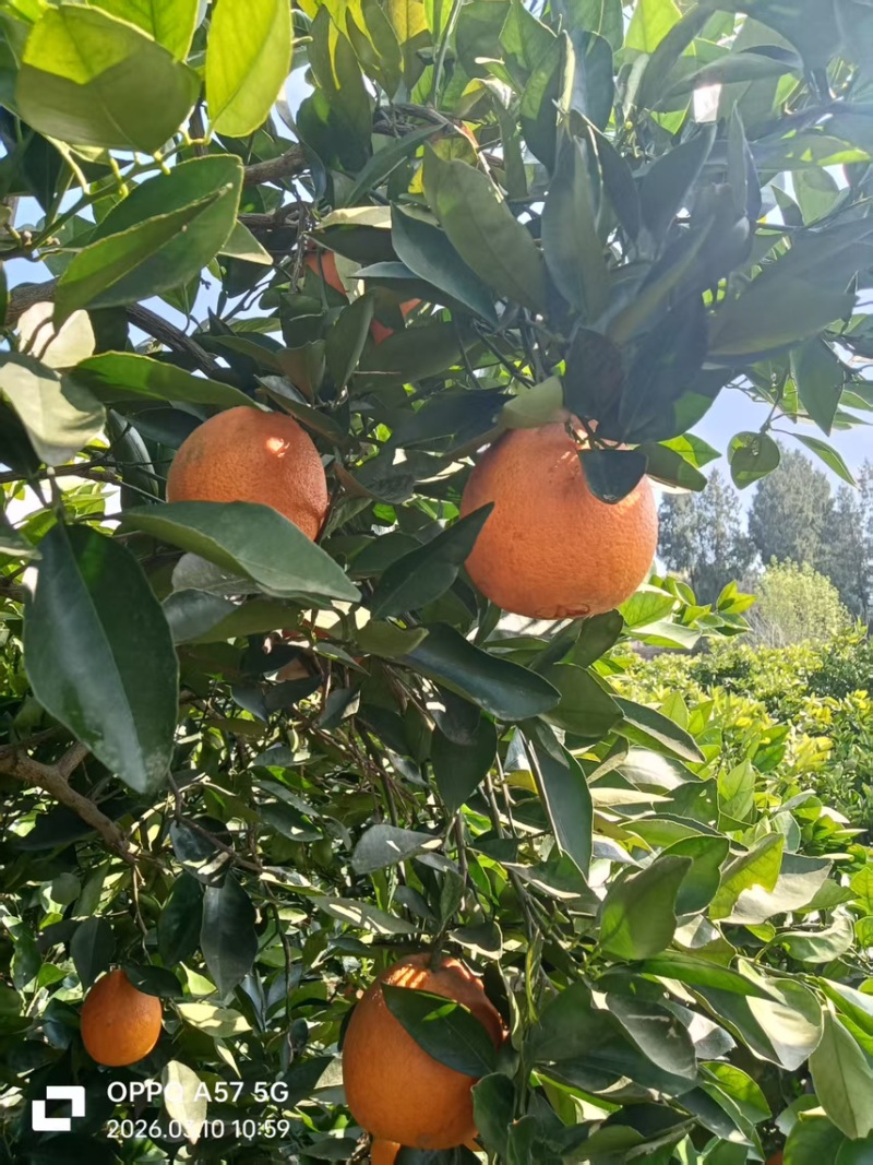 伦晚脐橙