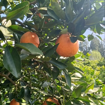 伦晚脐橙