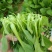 深圳鸡毛菜基地！长年每天新货供应！深圳现割每天从深圳发货