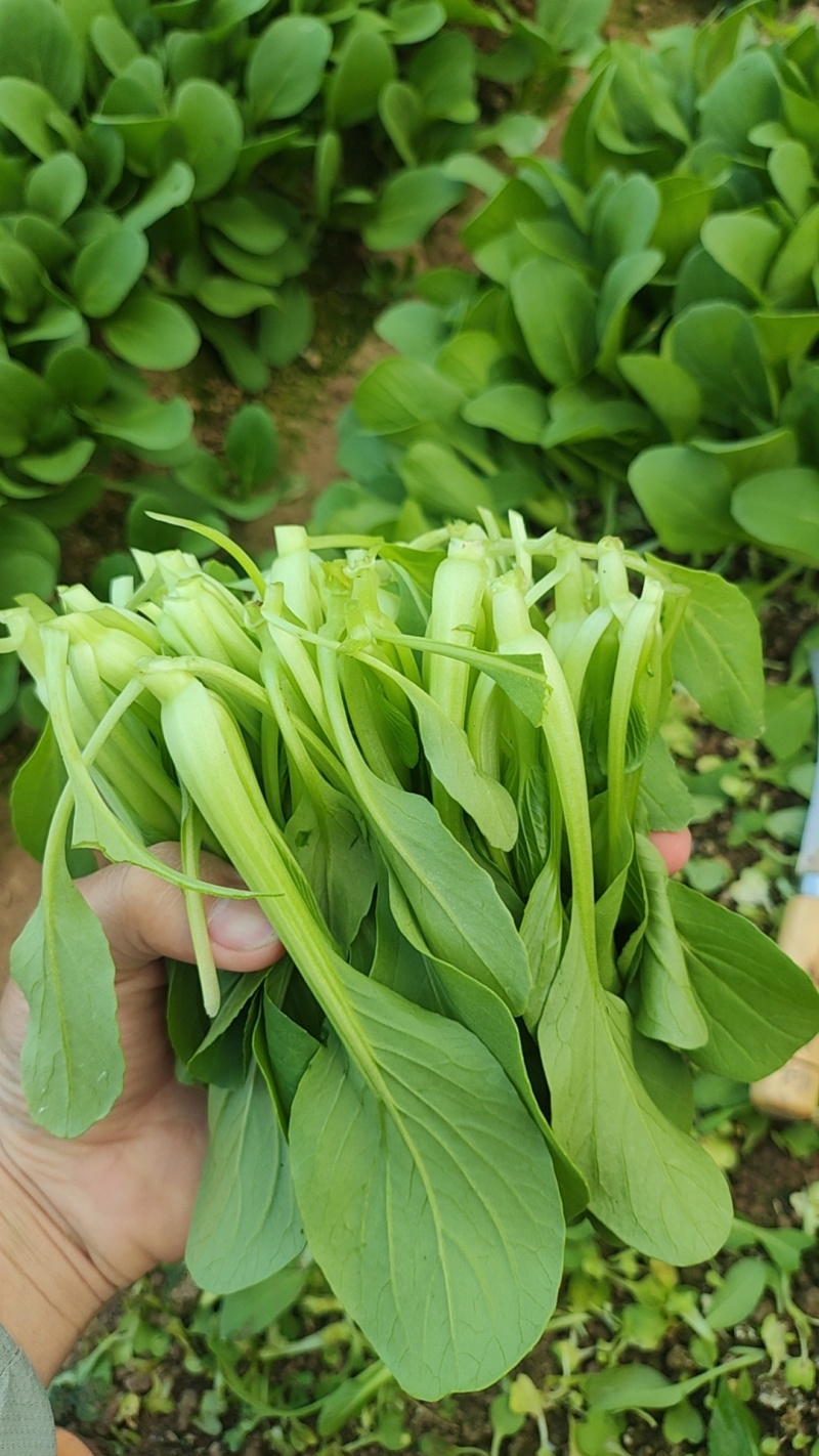 深圳鸡毛菜基地！长年每天新货供应！深圳现割每天从深圳发货
