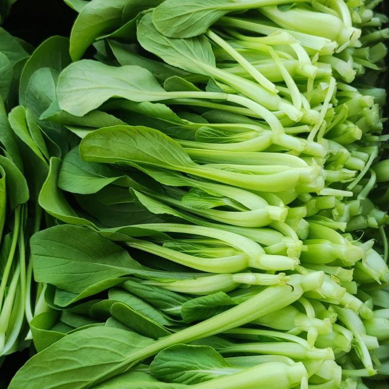 深圳鸡毛菜基地！长年每天新货供应！深圳现割每天从深圳发货