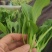 深圳鸡毛菜基地！长年每天新货供应！深圳现割每天从深圳发货