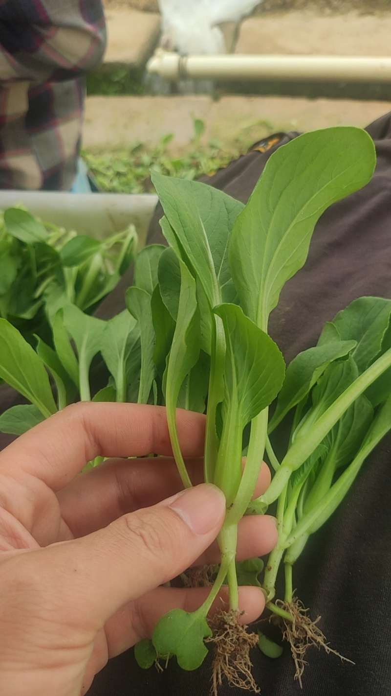 深圳鸡毛菜基地！长年每天新货供应！深圳现割每天从深圳发货