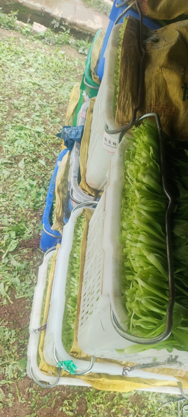 深圳鸡毛菜基地！长年每天新货供应！深圳现割每天从深圳发货