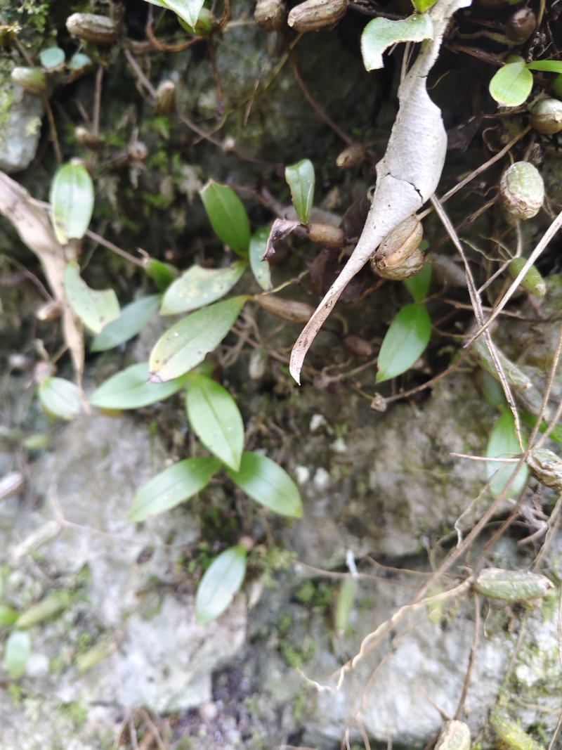 石橄榄双叶小果，不苦味甜，纯山野