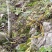 石橄榄双叶小果，不苦味甜，纯山野