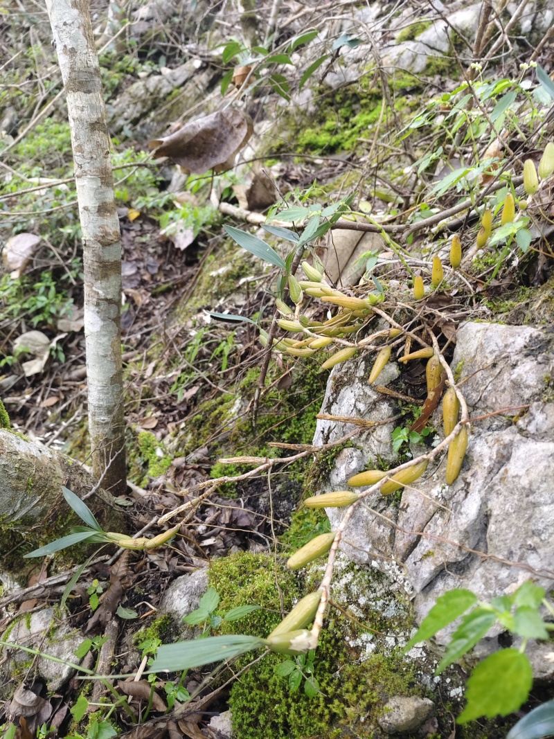 石橄榄双叶小果，不苦味甜，纯山野