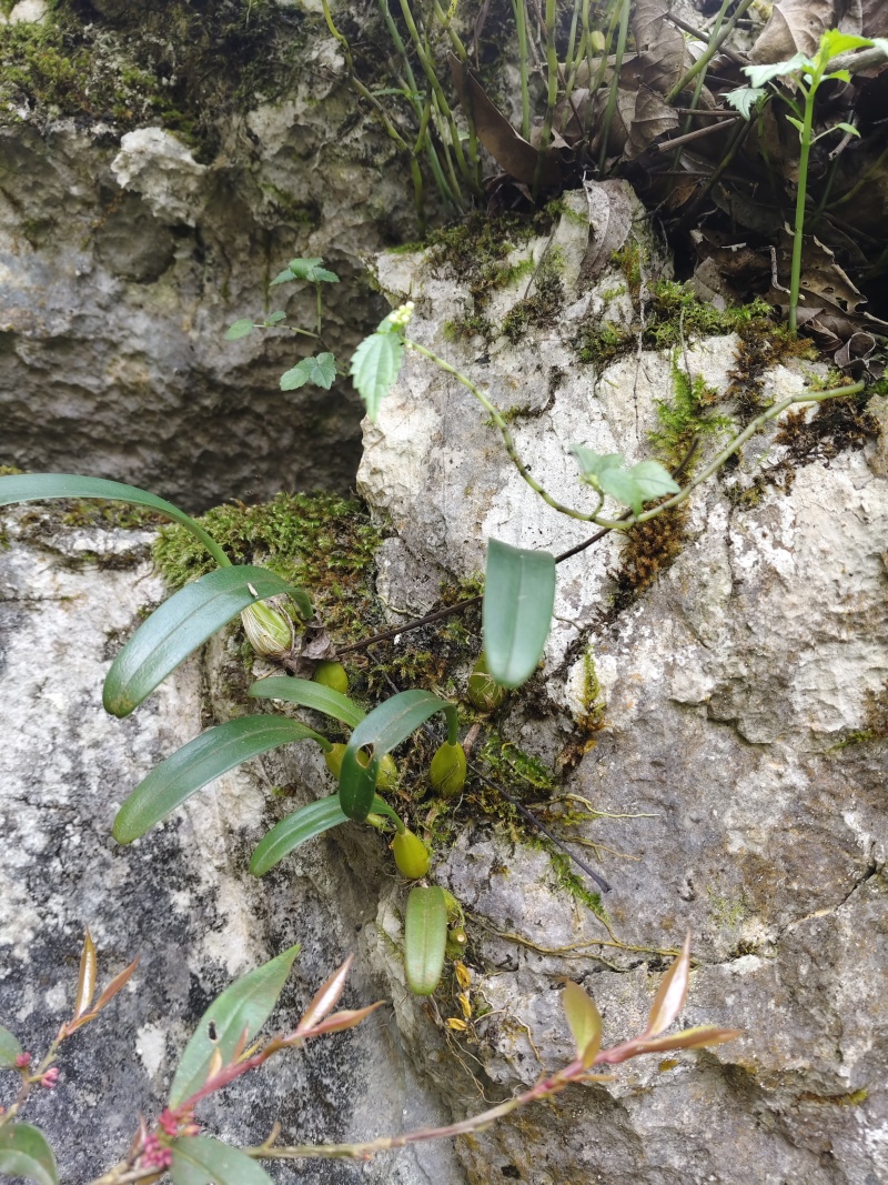 石橄榄双叶小果，不苦味甜，纯山野