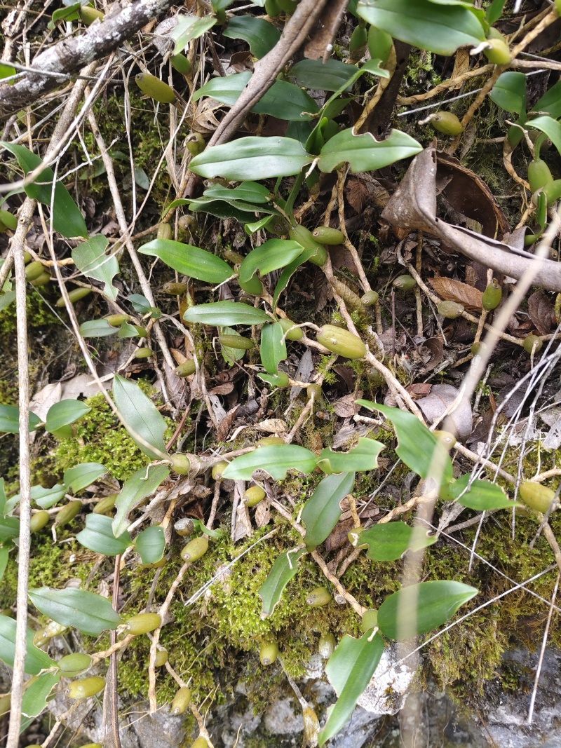石橄榄双叶小果，不苦味甜，纯山野
