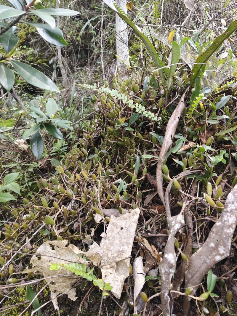 石橄榄双叶小果，不苦味甜，纯山野