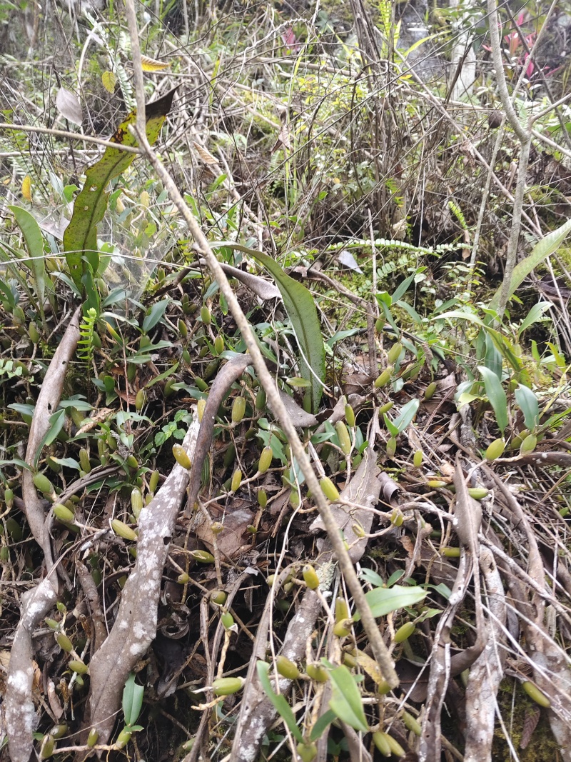 石橄榄双叶小果，不苦味甜，纯山野