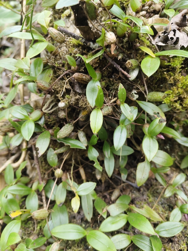 石橄榄双叶小果，不苦味甜，纯山野