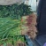 红根蒜苗，蒜苗，产地直供，保质保量量大从优