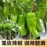 大果型青椒品质好质量有保证适合电超各批发市场有售联系