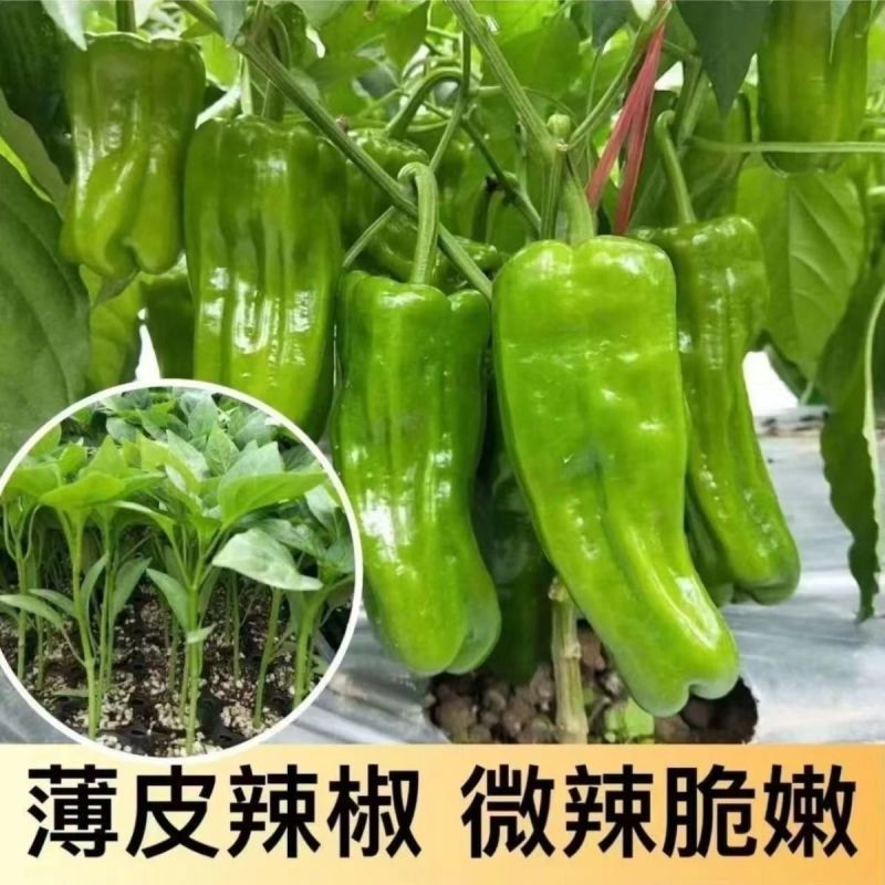 大果型青椒品质好质量有保证适合电超各批发市场有售联系