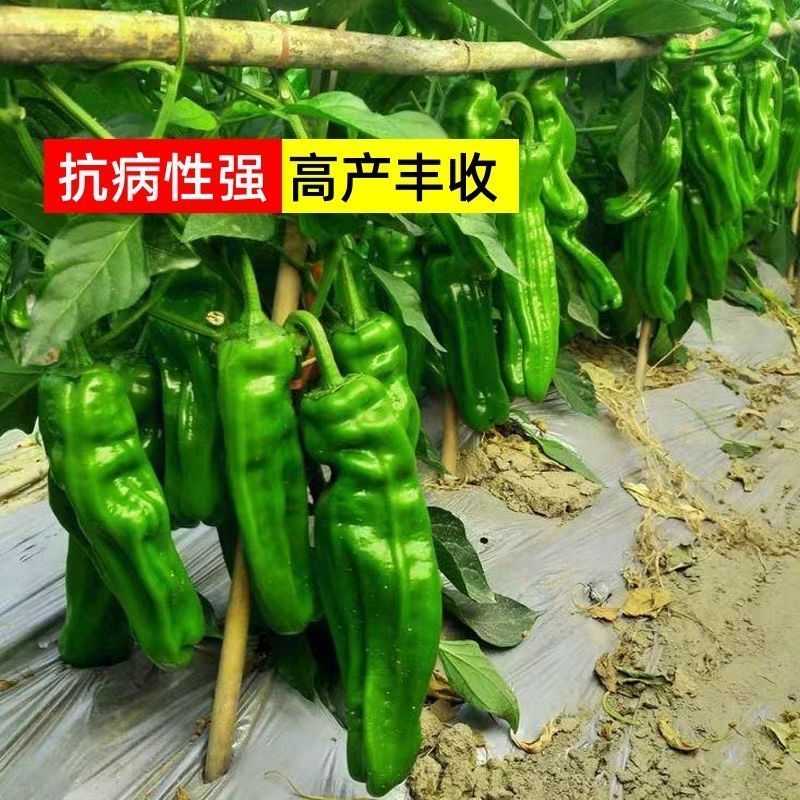大果型青椒品质好质量有保证适合电超各批发市场有售联系