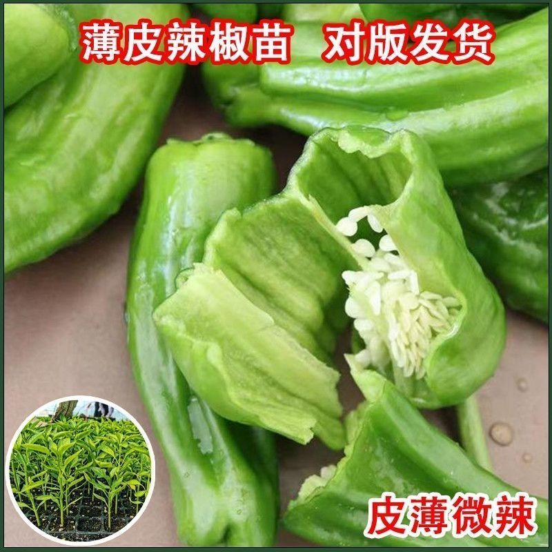 大果型青椒品质好质量有保证适合电超各批发市场有售联系