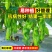 大果型青椒品质好质量有保证适合电超各批发市场有售联系