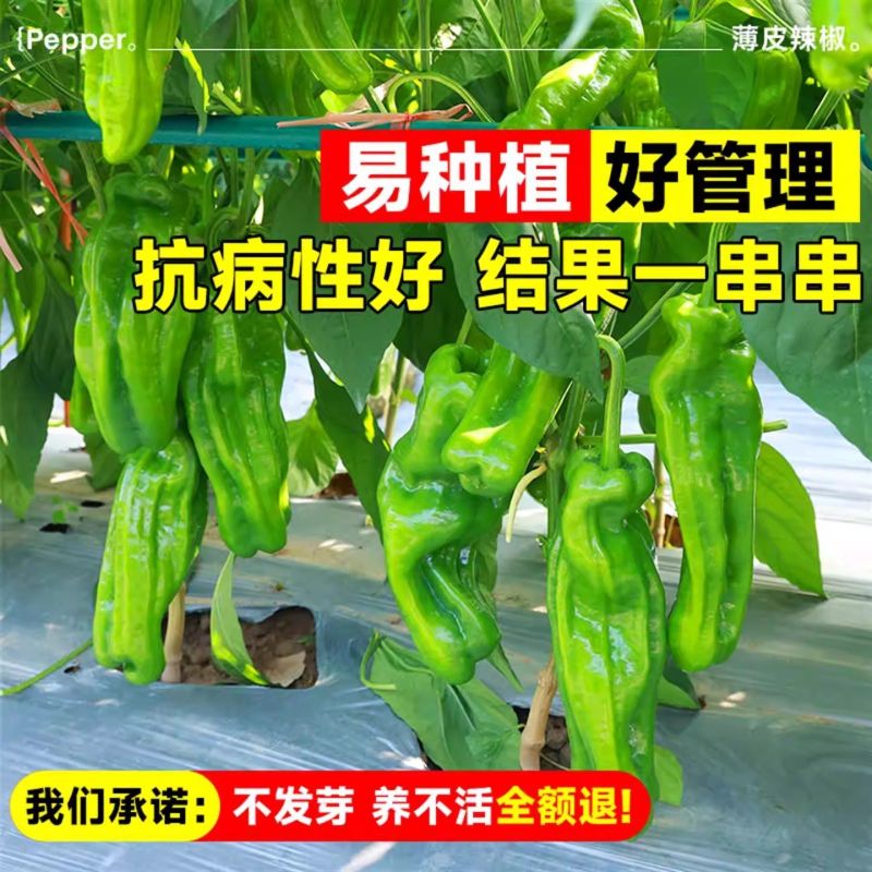 大果型青椒品质好质量有保证适合电超各批发市场有售联系