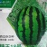 嫁接甜王西瓜苗美都西瓜苗2K，4K西瓜苗，品种保证包邮到