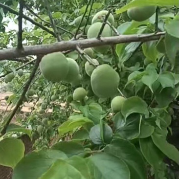 产地青梅直发