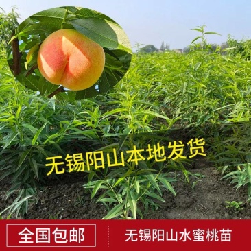 【2棵起售】湖景慈风无锡阳山水蜜桃苗种苗树苗嫁接苗白凤