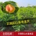 【2棵起售】湖景慈风无锡阳山水蜜桃苗种苗树苗嫁接苗白凤