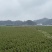 贵州高山给红叶莴笋基地