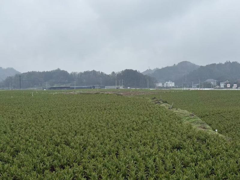 贵州高山给红叶莴笋基地